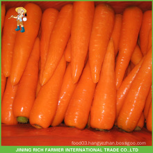 New Harvested Wholesale Carrot Planter Fresh Price Fresh Chinese Vegetables